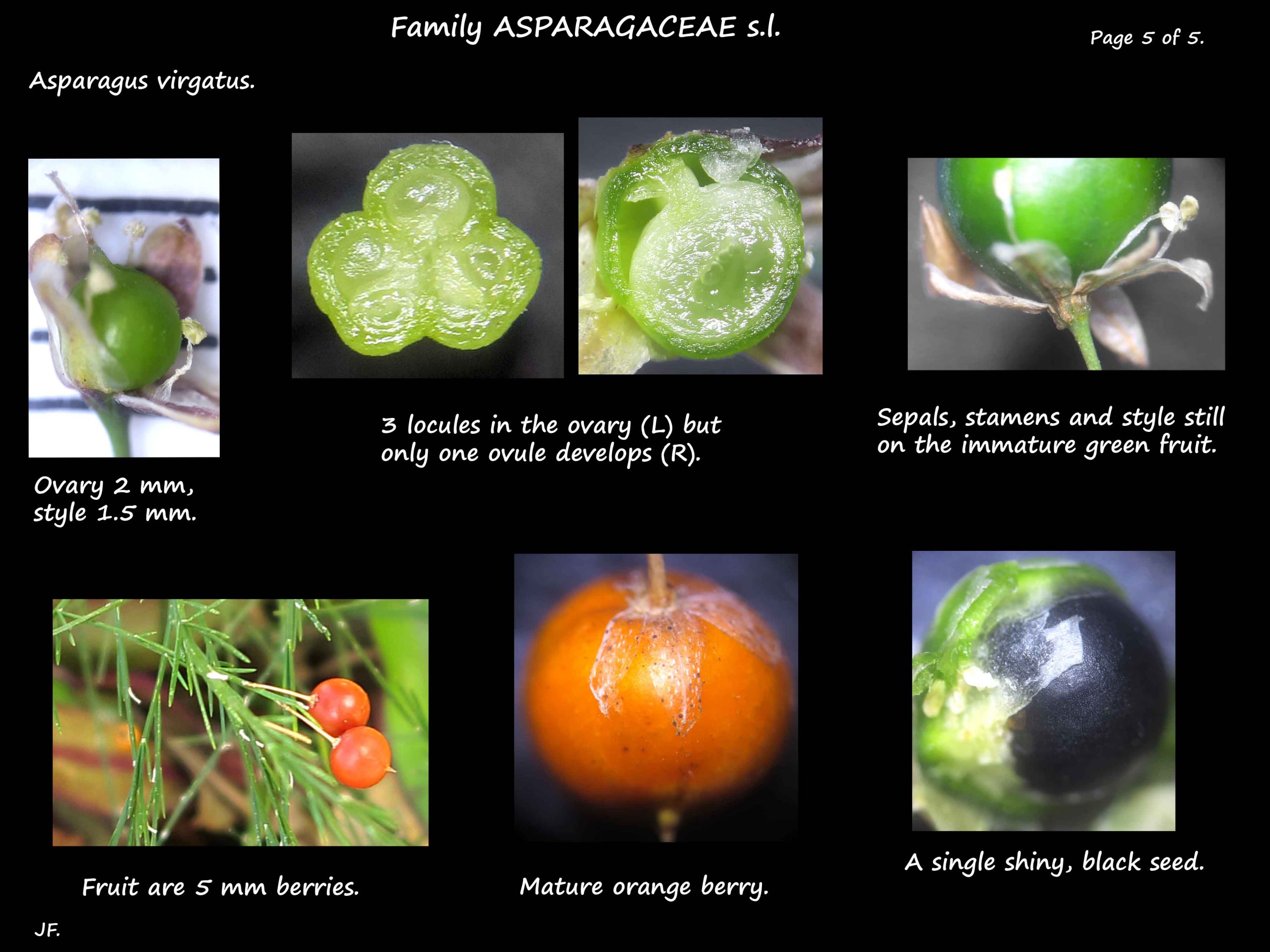 5 Asparagus virgatus fruit